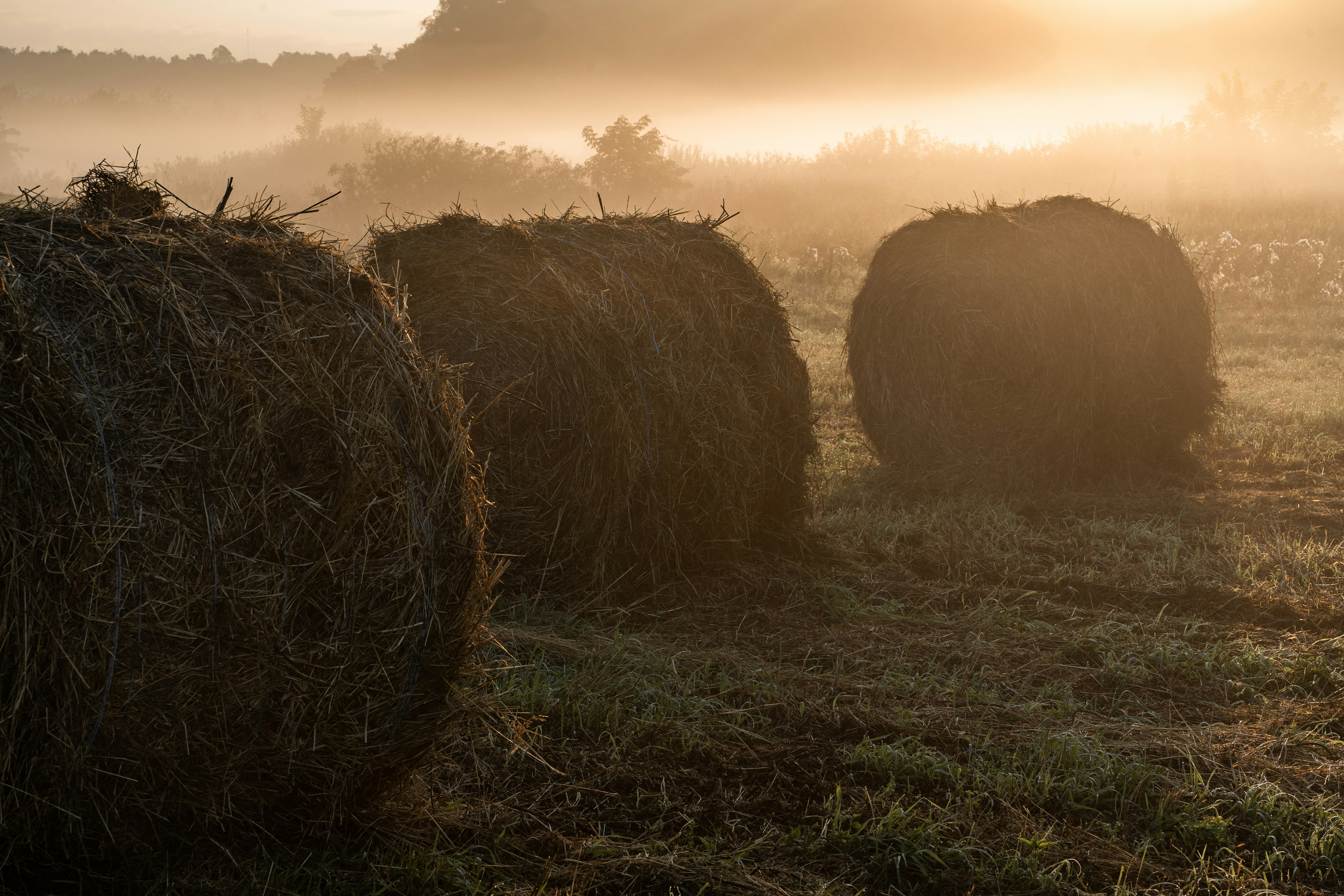 brown hays on green grass field during sunset